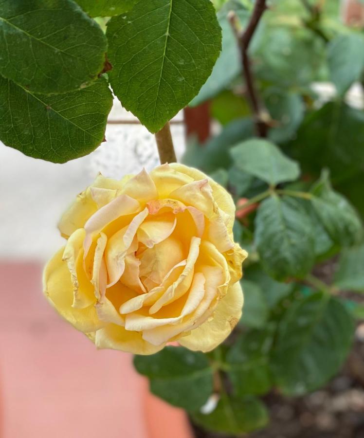 Oasi Di Serenita Marino Dış mekan fotoğraf
